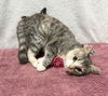 adoptable Cat in  named Melinda