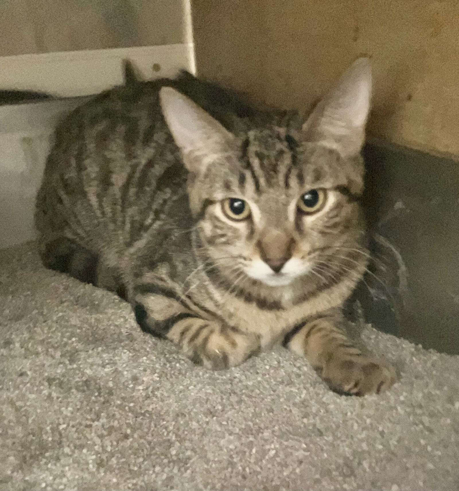 adoptable Cat in Dublin, OH named Strong Man