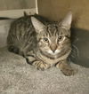 adoptable Cat in  named Strong Man