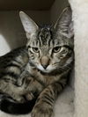 adoptable Cat in  named Strong Man