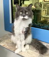 adoptable Cat in  named Cactus