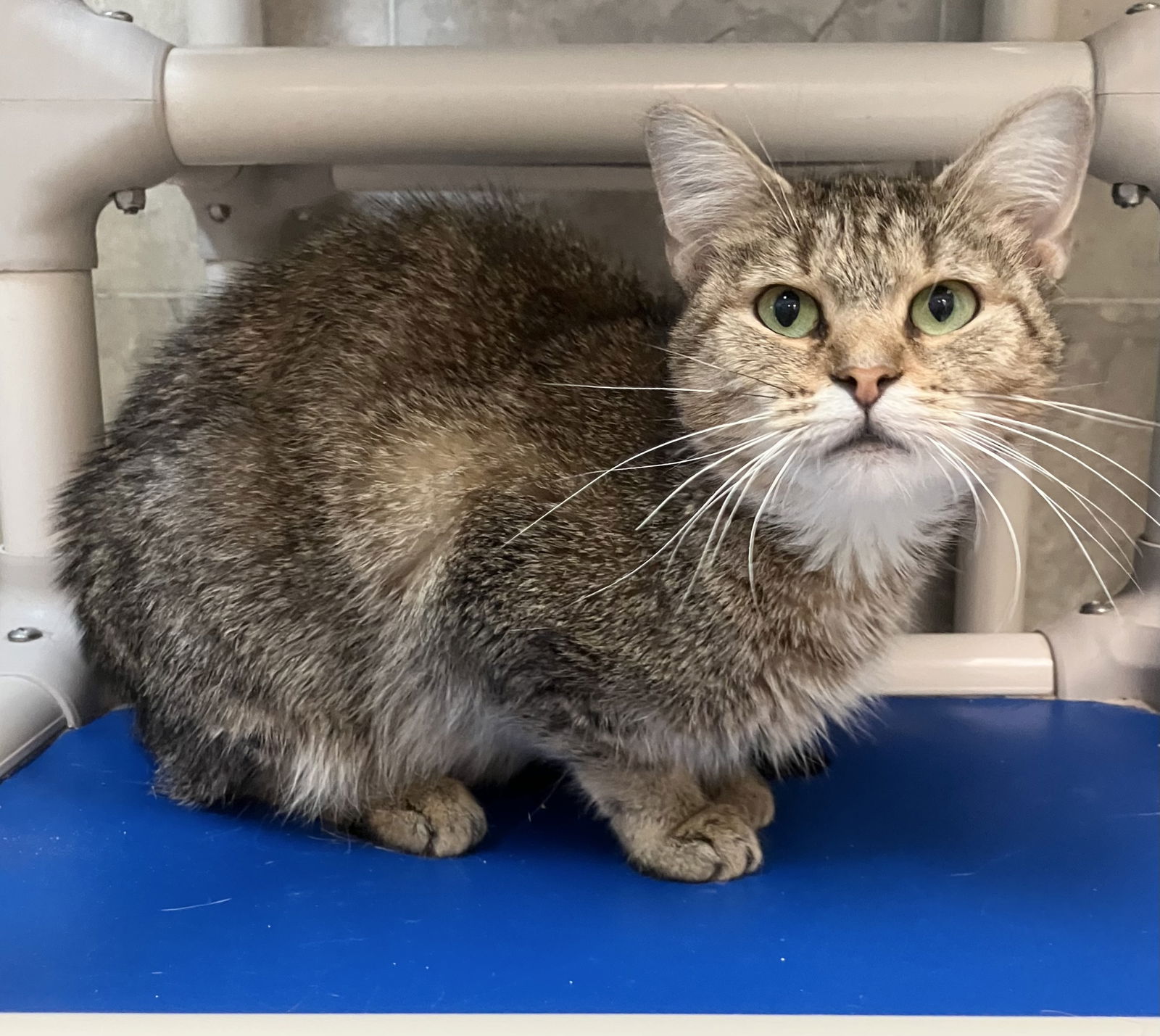 adoptable Cat in Dublin, OH named Emerald