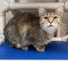 adoptable Cat in  named Emerald
