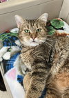 Emerald - KBC - Photo 9