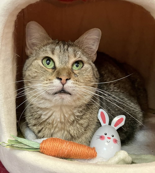 Emerald - KBC, Adult Tabby / Domestic Short Hair / Mixed (short coat), cat for adoption in Lancaster, Ohio