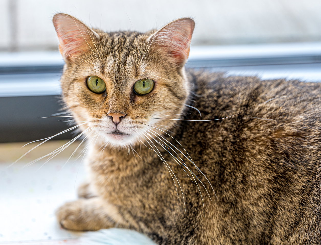 Emerald - KBC Image