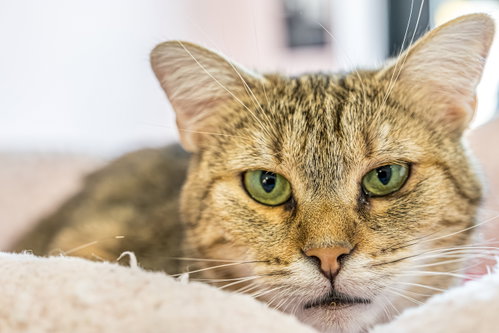 Emerald - KBC, an adoptable Tabby in Dublin, OH