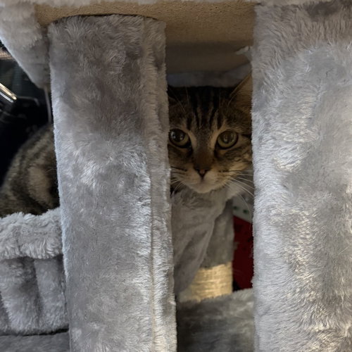SISTER - Tabby / Domestic Short Hair available for adoption