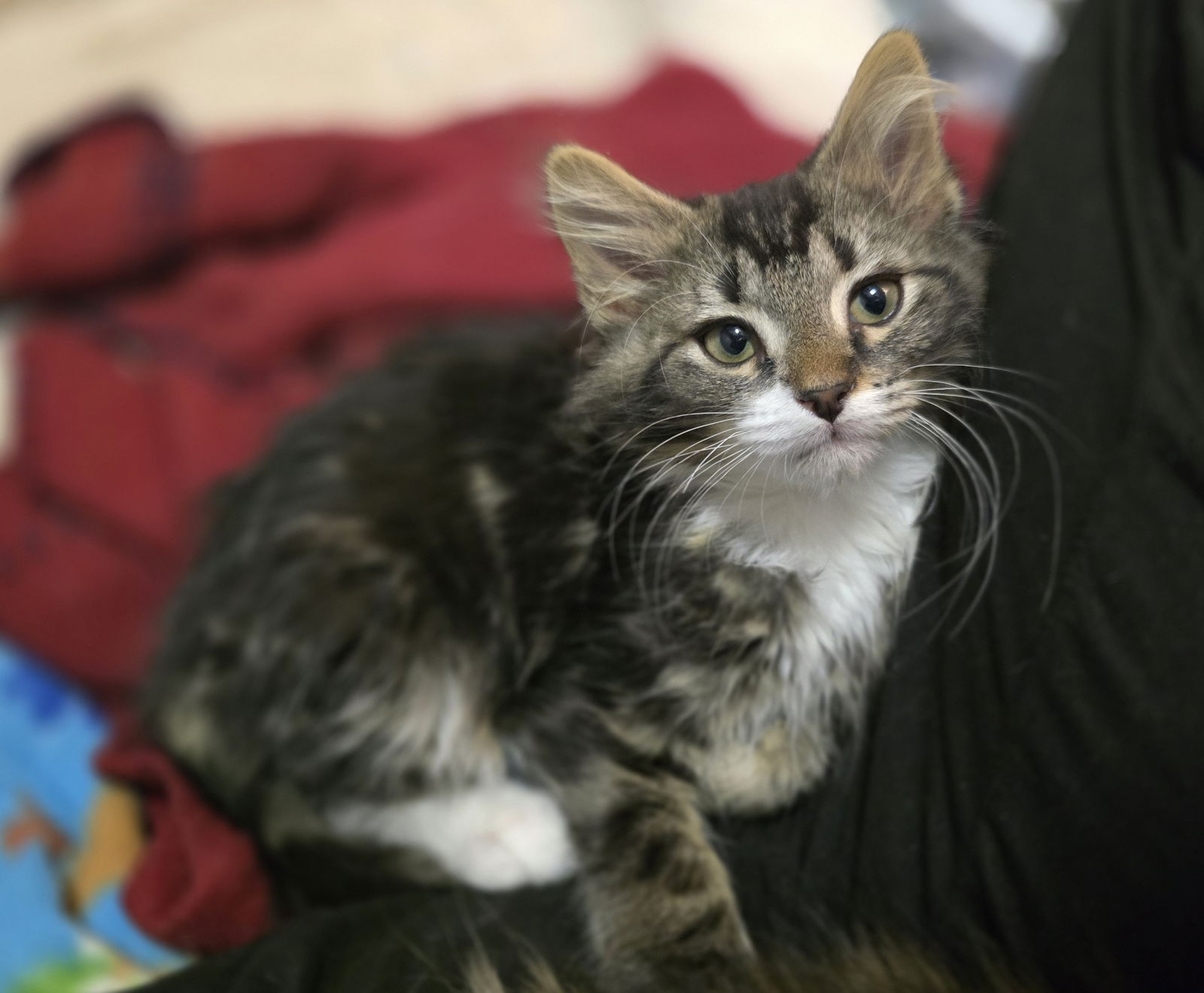 adoptable Cat in Columbus, OH named Stripe