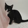 adoptable Cat in  named Brain