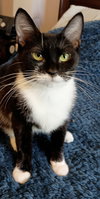 Piper - Photo 5