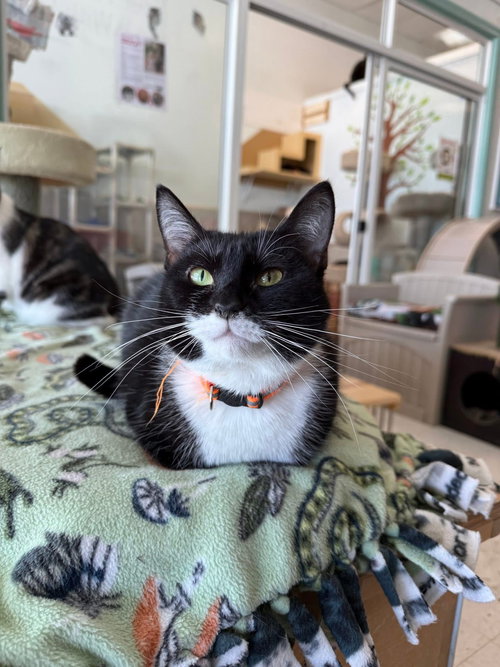 PIPER - Domestic Short Hair available for adoption