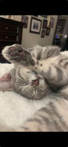 adoptable Cat in  named Binx