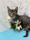 adoptable Cat in  named Jethro