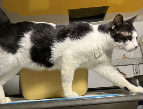 DOLLY - Domestic Short Hair available for adoption