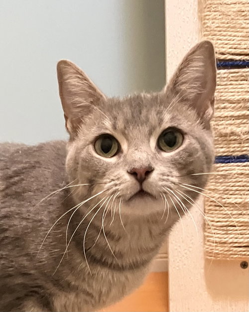 SCRUMPTIOUS - Tabby / Domestic Short Hair available for adoption