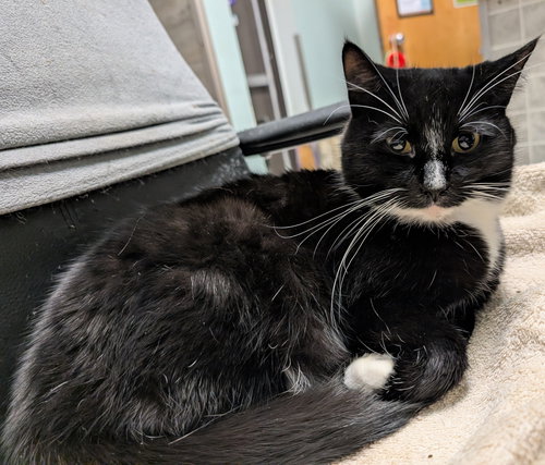 PRISM - Domestic Short Hair available for adoption