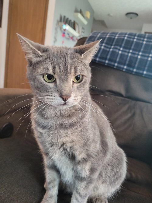 picture of the cat needing adoption