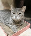 Daisy - Photo 4