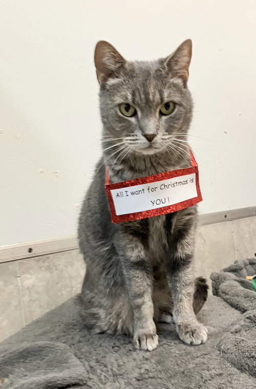 DAISY - Domestic Short Hair available for adoption
