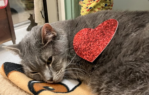 DAISY - Domestic Short Hair available for adoption