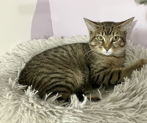 picture of the cat needing adoption