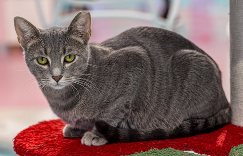 picture of the cat needing adoption