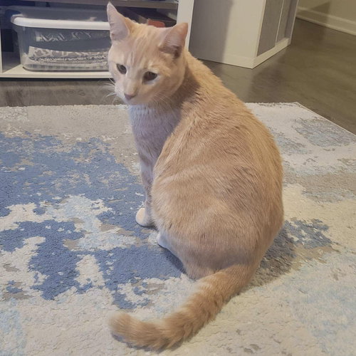 picture of the cat needing adoption
