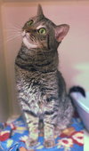 Lola - Photo 5