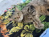 Lola - Photo 4