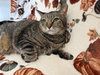 Lola - Photo 2