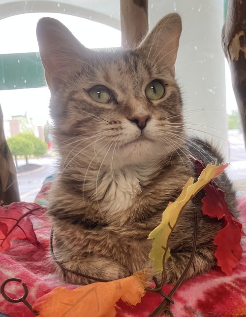 picture of the cat needing adoption