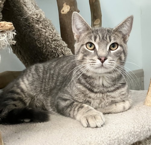 picture of the cat needing adoption