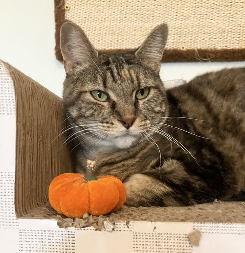 picture of the cat needing adoption