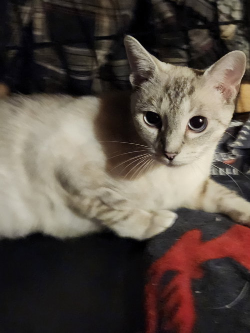 SANDRA - Siamese / Tabby available for adoption