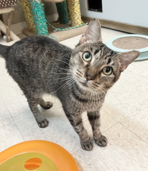 picture of the cat needing adoption