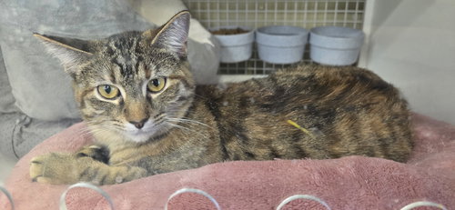 GWEN - Domestic Short Hair available for adoption