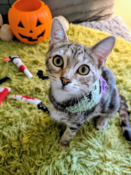 picture of the cat needing adoption