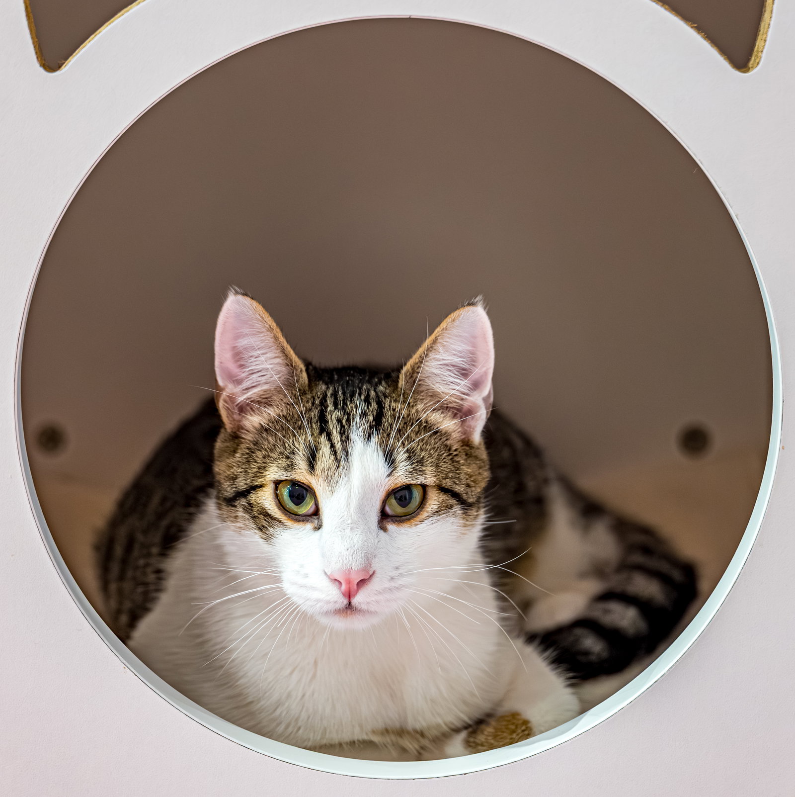 Dandelion (bonded to Flopsy) Image
