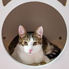 Dandelion (bonded to Flopsy) - Photo 1