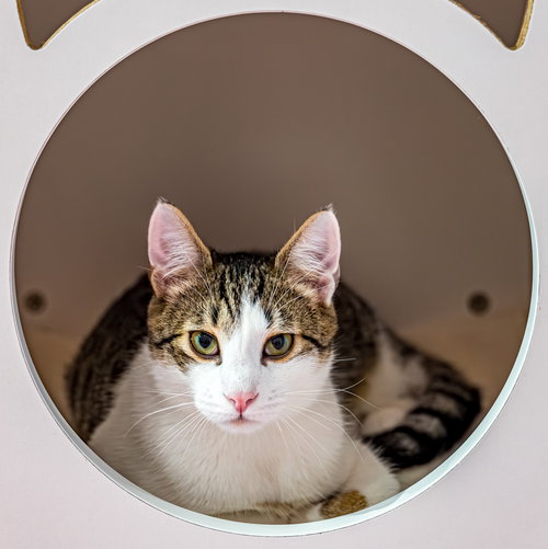 picture of the cat needing adoption