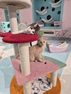 Dandelion (bonded to Flopsy) - Photo 4