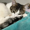 Dandelion (bonded to Flopsy) - Photo 2