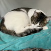 Dandelion (bonded to Flopsy) - Photo 3