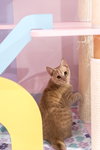 Flopsy - Photo 1