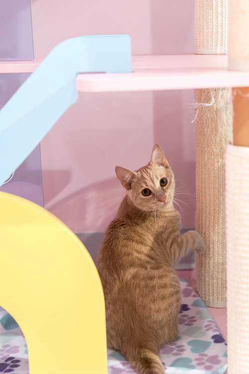 picture of the cat needing adoption