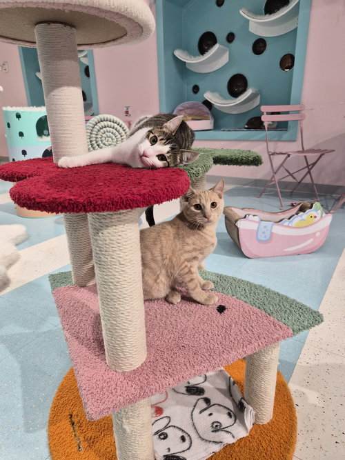 FLOPSY - Domestic Short Hair available for adoption