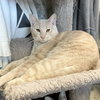 Flopsy (bonded to Dandelion) - Photo 2