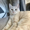 Flopsy (bonded to Dandelion) - Photo 3