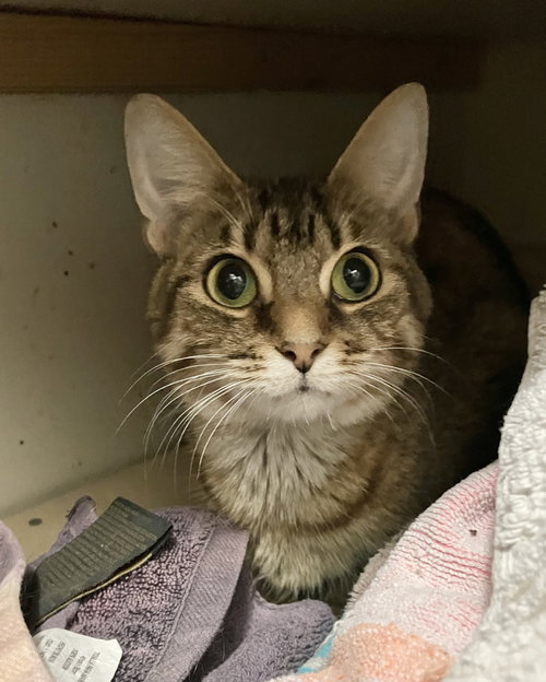picture of the cat needing adoption